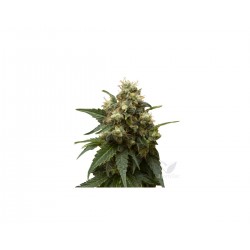 ICE 1 100 ROYAL QUEEN SEEDS